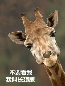 厦门爆料长颈鹿视频播放,视频曝光萌态瞬间,网友直呼可爱爆表!