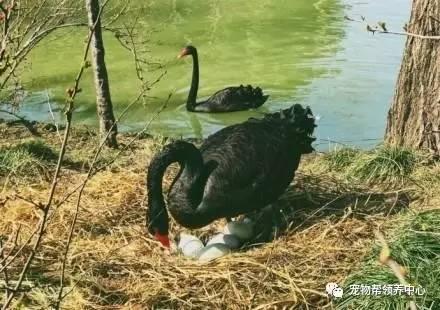 黑天鹅最新爆料视频,揭秘惊天秘密,颠覆传统认知